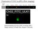 Unc-51 Like Autophagy Activating Kinase 1 antibody, ULK1-FITC, FabGennix, Immunofluorescence image 