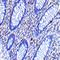 CD82 Molecule antibody, orb74815, Biorbyt, Immunohistochemistry paraffin image 