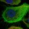 Myotrophin antibody, HPA019735, Atlas Antibodies, Immunofluorescence image 