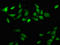 ASE-1 antibody, LS-C672546, Lifespan Biosciences, Immunofluorescence image 