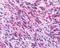 Neuropeptides B And W Receptor 2 antibody, NLS175, Novus Biologicals, Immunohistochemistry frozen image 