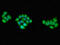 Protein Kinase AMP-Activated Non-Catalytic Subunit Gamma 1 antibody, CSB-PA01149A0Rb, Cusabio, Immunofluorescence image 