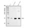 Ng antibody, A05781-3, Boster Biological Technology, Western Blot image 