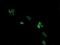 Armadillo Repeat Containing 1 antibody, NBP2-46543, Novus Biologicals, Immunofluorescence image 