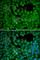 Neuroepithelial cell-transforming gene 1 protein antibody, A1213, ABclonal Technology, Immunofluorescence image 