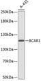 BCAR1 Scaffold Protein, Cas Family Member antibody, 13-304, ProSci, Western Blot image 