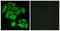 Frizzled Class Receptor 4 antibody, TA312351, Origene, Immunofluorescence image 