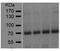 Glutamate Decarboxylase 2 antibody, MA5-18053, Invitrogen Antibodies, Western Blot image 