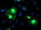 Chromosome 1 Open Reading Frame 50 antibody, M17894, Boster Biological Technology, Immunofluorescence image 