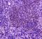 Phospholipase C Gamma 2 antibody, PA5-79827, Invitrogen Antibodies, Immunohistochemistry frozen image 