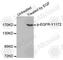 EGFR antibody, AP0218, ABclonal Technology, Western Blot image 