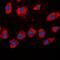 SHC-transforming protein 1 antibody, orb335900, Biorbyt, Immunofluorescence image 