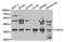 Torsin Family 1 Member A antibody, TA327252, Origene, Western Blot image 