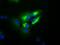 Transferrin antibody, GTX83513, GeneTex, Immunofluorescence image 