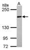 UDP-glucose:glycoprotein glucosyltransferase 2 antibody, NBP2-20803, Novus Biologicals, Western Blot image 
