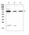 FUS RNA Binding Protein antibody, A00771-1, Boster Biological Technology, Western Blot image 