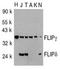 FLIP gamma, FLIP delta antibody, ADI-905-226-100, Enzo Life Sciences, Western Blot image 