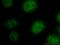Nuclear Factor, Erythroid 2 Like 3 antibody, 17745-1-AP, Proteintech Group, Immunofluorescence image 