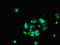 Histone deacetylase 10 antibody, orb45890, Biorbyt, Immunofluorescence image 