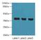 Chromosome 9 Open Reading Frame 64 antibody, A65166-100, Epigentek, Western Blot image 