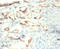 Enolase 1 antibody, A52700-100, Epigentek, Immunohistochemistry paraffin image 