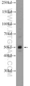 Methyltransferase Like 18 antibody, 25553-1-AP, Proteintech Group, Western Blot image 