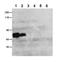 Collagen Type XXV Alpha 1 Chain antibody, NB300-289, Novus Biologicals, Western Blot image 