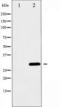BCL2 Like 1 antibody, TA325262, Origene, Western Blot image 