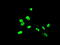 ETS domain-containing protein Elk-3 antibody, M06026, Boster Biological Technology, Immunofluorescence image 