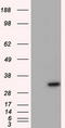 Nitrilase Family Member 2 antibody, CF501138, Origene, Western Blot image 