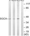Sarcoglycan Alpha antibody, GTX87192, GeneTex, Western Blot image 