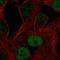 POU Class 3 Homeobox 1 antibody, HPA055980, Atlas Antibodies, Immunofluorescence image 