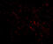 Nanos C2HC-Type Zinc Finger 1 antibody, A07276-1, Boster Biological Technology, Immunofluorescence image 