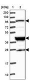 Calcium-dependent secretion activator 2 antibody, NBP1-85855, Novus Biologicals, Western Blot image 