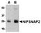 Nipsnap Homolog 2 antibody, orb75109, Biorbyt, Western Blot image 