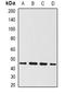 Bone morphogenetic protein 15 antibody, orb377952, Biorbyt, Western Blot image 