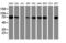 Protein disulfide-isomerase A4 antibody, LS-C799388, Lifespan Biosciences, Western Blot image 