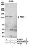 Pleckstrin And Sec7 Domain Containing 3 antibody, A305-625A-M, Bethyl Labs, Immunoprecipitation image 