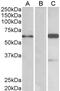 BAI1 Associated Protein 2 antibody, 45-017, ProSci, Enzyme Linked Immunosorbent Assay image 