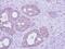 58K Golgi protein antibody, NBP1-32793, Novus Biologicals, Immunohistochemistry paraffin image 