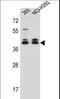 DMRT Like Family C2 antibody, LS-C167456, Lifespan Biosciences, Western Blot image 