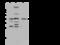 Branched Chain Amino Acid Transaminase 1 antibody, 107645-T32, Sino Biological, Western Blot image 