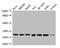 RNA Polymerase II Subunit C antibody, A63174-100, Epigentek, Western Blot image 