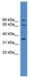 Calicin antibody, TA335705, Origene, Western Blot image 