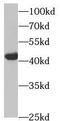 Hydroxysteroid Dehydrogenase Like 2 antibody, FNab04034, FineTest, Western Blot image 
