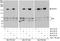 Rho-associated protein kinase 1 antibody, A300-455A, Bethyl Labs, Immunoprecipitation image 