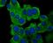Interleukin 31 antibody, NBP2-80396, Novus Biologicals, Immunofluorescence image 
