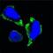 P21 (RAC1) Activated Kinase 2 antibody, GTX83373, GeneTex, Immunofluorescence image 