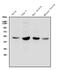 Tubulin Beta 1 Class VI antibody, A05397-1, Boster Biological Technology, Western Blot image 