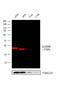 GAPDH antibody, MA5-15738-D680, Invitrogen Antibodies, Western Blot image 